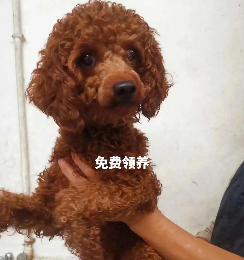 泗洪领养泰迪一个月需要多少钱？领养泰迪有哪些注意事项？