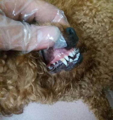 收养泰迪狗需要支付多少费用？
