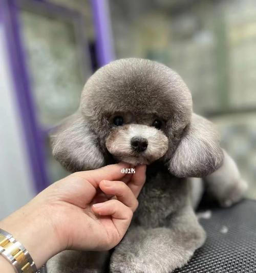 标准泰迪长到多少斤才算成年？鱼苗什么时候开始喂养合适？
