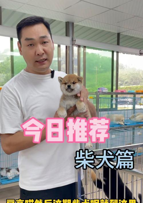 柴犬的平价价格是多少？如何在预算内选择优质柴犬？