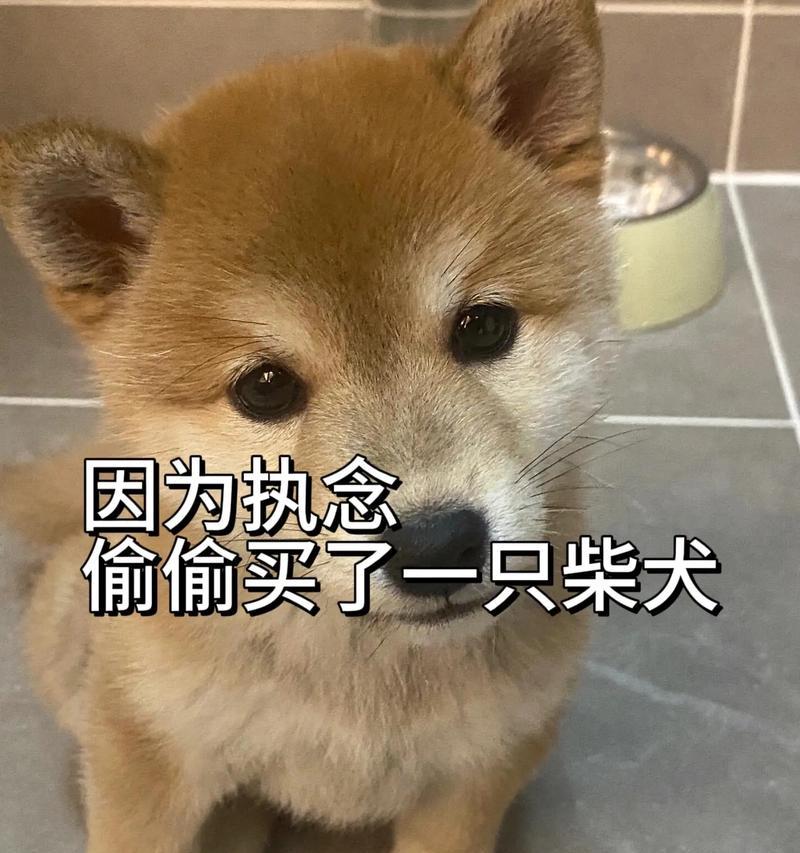 柴犬的平价价格是多少？如何在预算内选择优质柴犬？