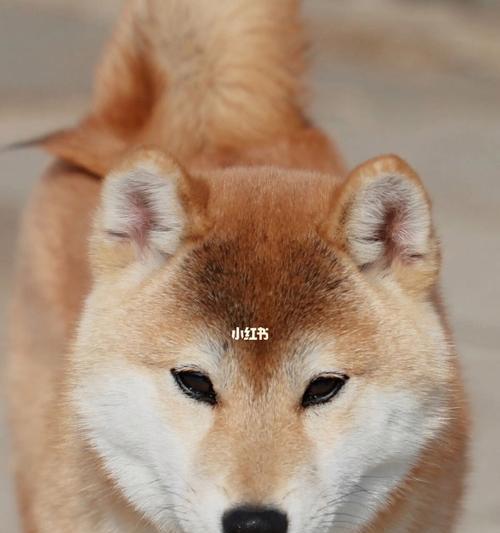 柴犬的平价价格是多少？如何在预算内选择优质柴犬？