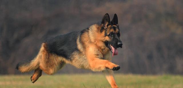 江山有哪些大型犬种？大型犬种的特点是什么？