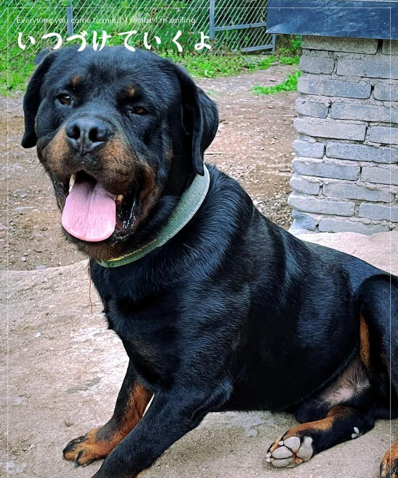 江山有哪些大型犬种？大型犬种的特点是什么？