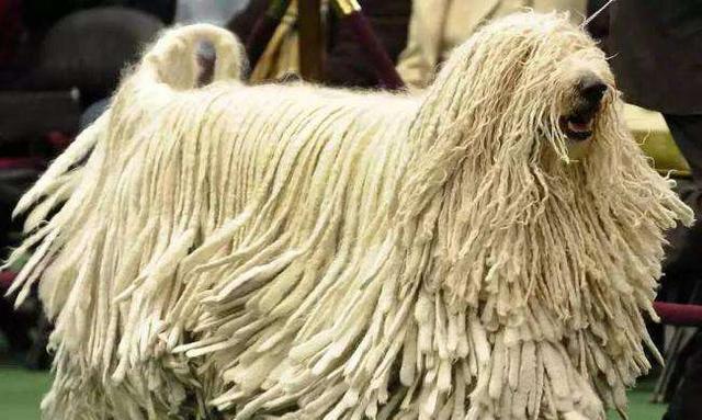 江山有哪些大型犬种？大型犬种的特点是什么？