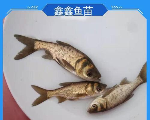 什么样的花鲢鱼苗更容易养活？选择时应注意哪些特征？