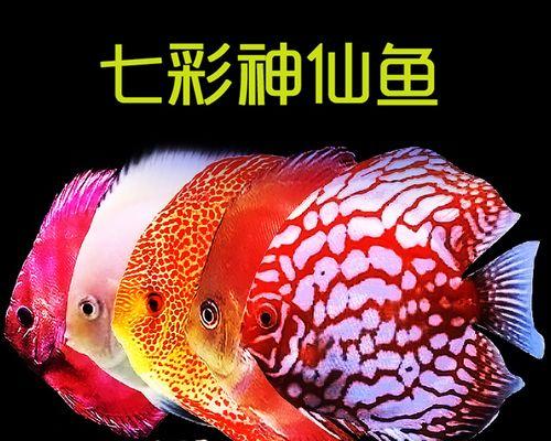 七彩神仙鱼苗在哪个阶段进行筛选？筛选的标准是什么？