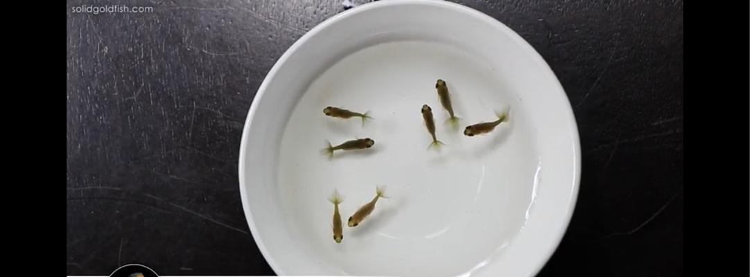 金鱼苗吃什么？怎样喂食才能促进它们的健康成长？