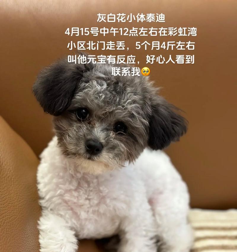 灰白花泰迪在邵阳的售价是多少？哪里可以购买？