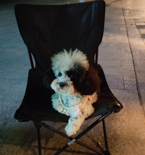 灰白花泰迪在邵阳的售价是多少？哪里可以购买？