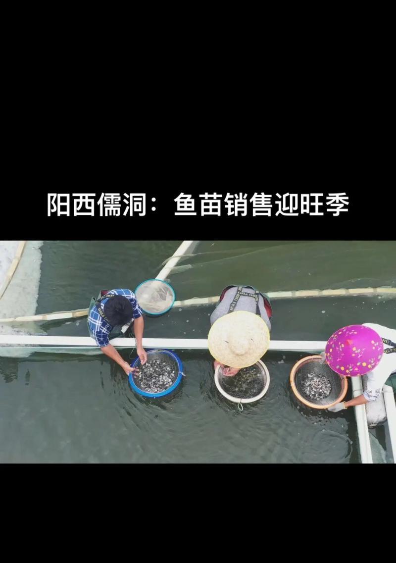 考察鱼苗基地的主要目的是什么？应关注哪些方面？