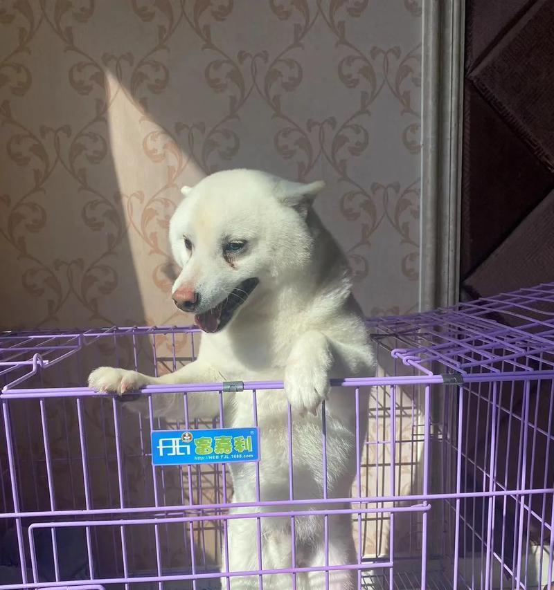 柴犬混血领养费用是多少？领养前需要考虑什么？