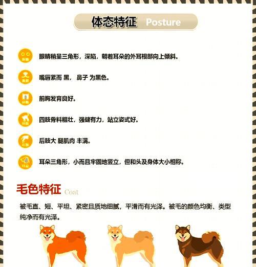 柴犬混血领养费用是多少？领养前需要考虑什么？