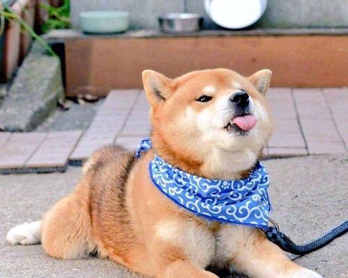 柴犬混血领养费用是多少？领养前需要考虑什么？