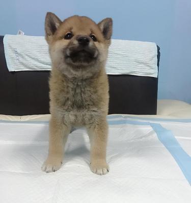金毛和柴犬的体重差异是多少斤？