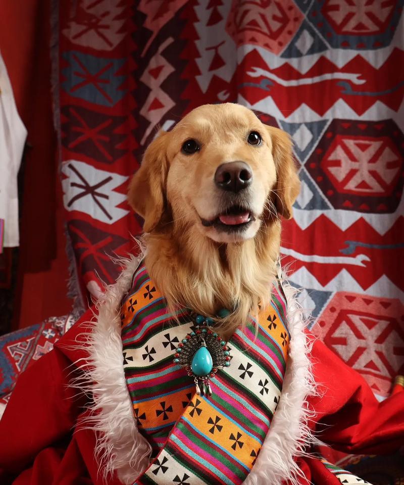 金毛和柴犬的体重差异是多少斤？