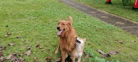 金毛和柴犬的体重差异是多少斤？