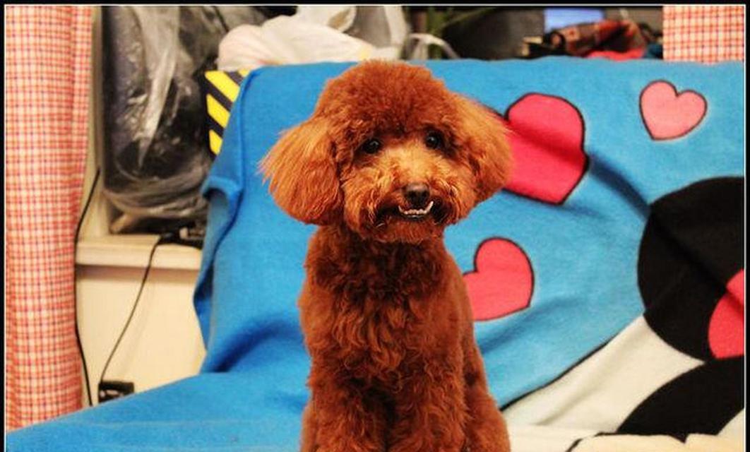 白色泰迪犬的价格是多少？购买白色泰迪犬需要准备多少预算？