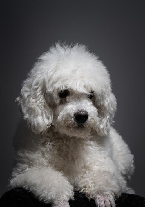 白色泰迪犬的价格是多少？购买白色泰迪犬需要准备多少预算？