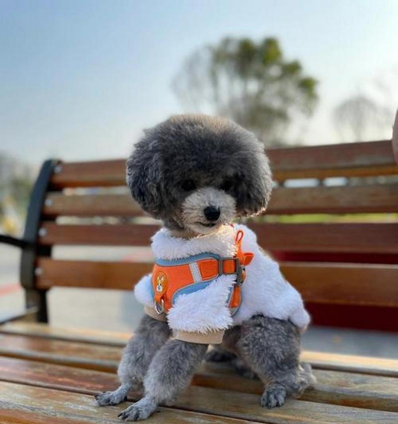白色泰迪犬的价格是多少？购买白色泰迪犬需要准备多少预算？