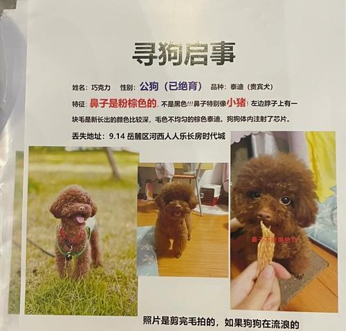 房山领养泰迪多少钱啊一只？领养泰迪需要哪些手续？