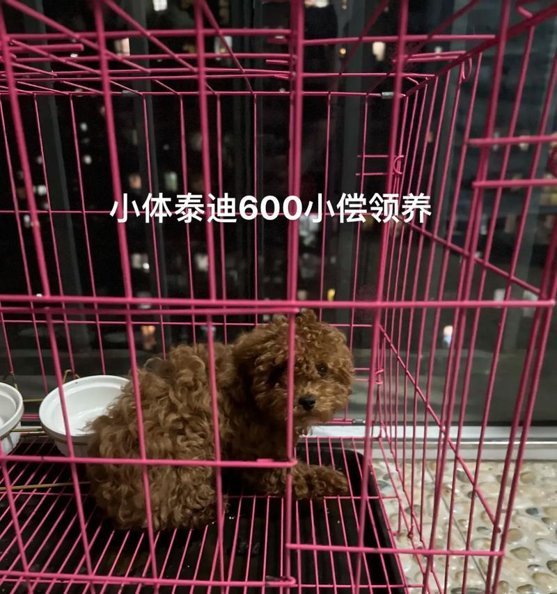 房山领养泰迪多少钱啊一只？领养泰迪需要哪些手续？