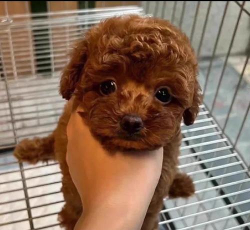 锦州泰迪幼犬出售价格是多少？自提泰迪幼犬有哪些流程？