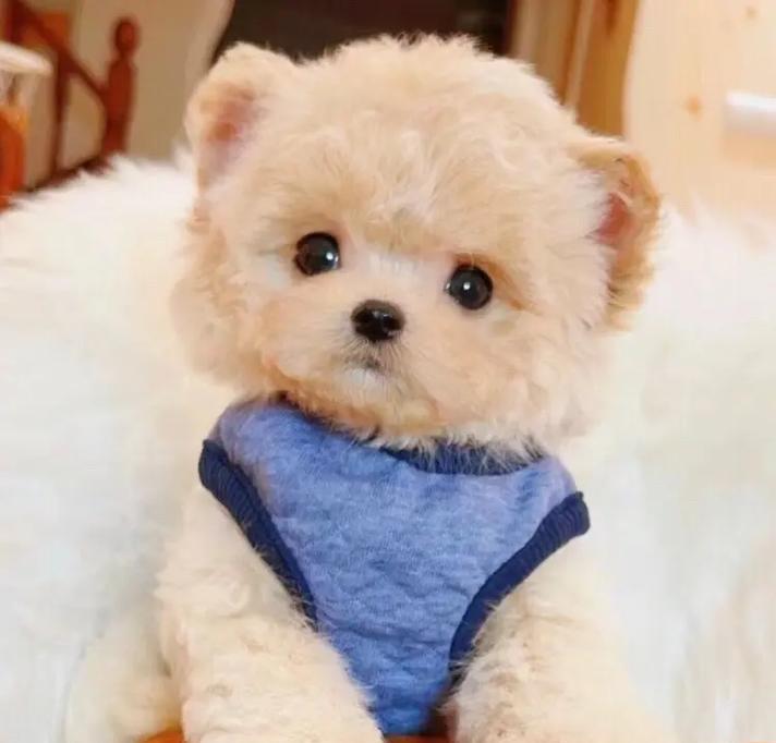锦州泰迪幼犬出售价格是多少？自提泰迪幼犬有哪些流程？