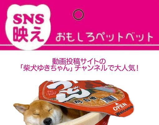 常熟地区代购柴犬需要多少钱？