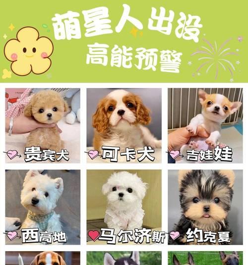 四只踏雪泰迪的价格是多少？购买时需要注意什么？