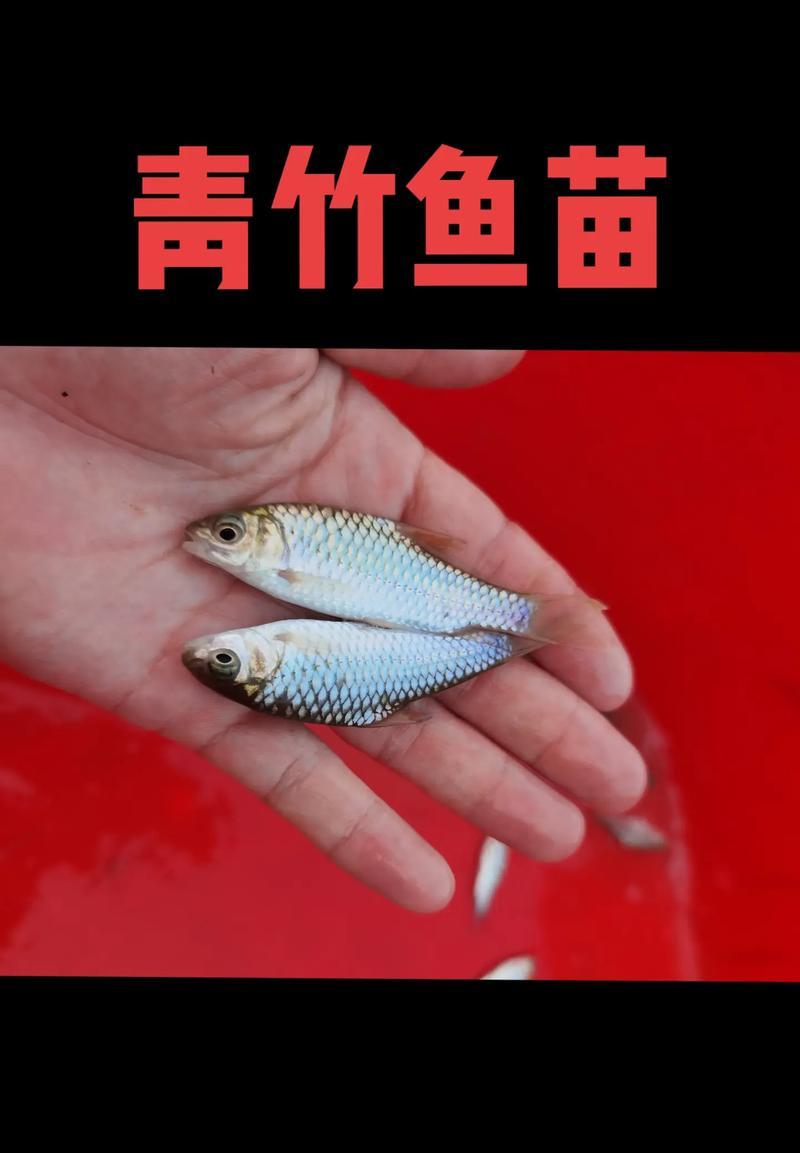 小青鱼鱼苗的外观特征是什么？