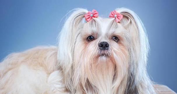 南方有哪些小型田园犬品种？