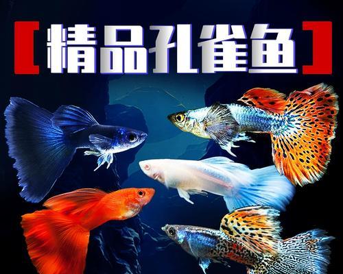 孔雀鱼苗需要打氧的正确理由是什么？