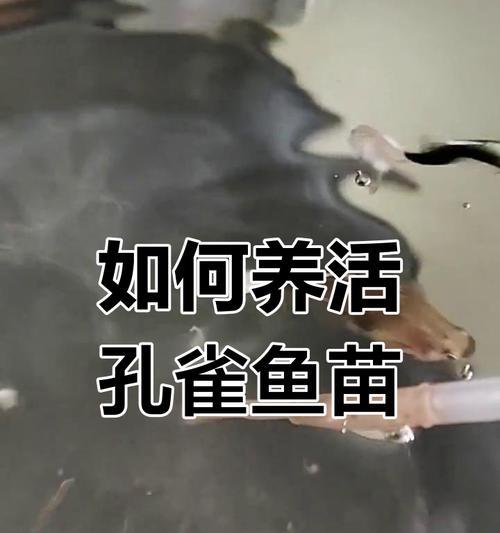 孔雀鱼苗需要打氧的正确理由是什么？