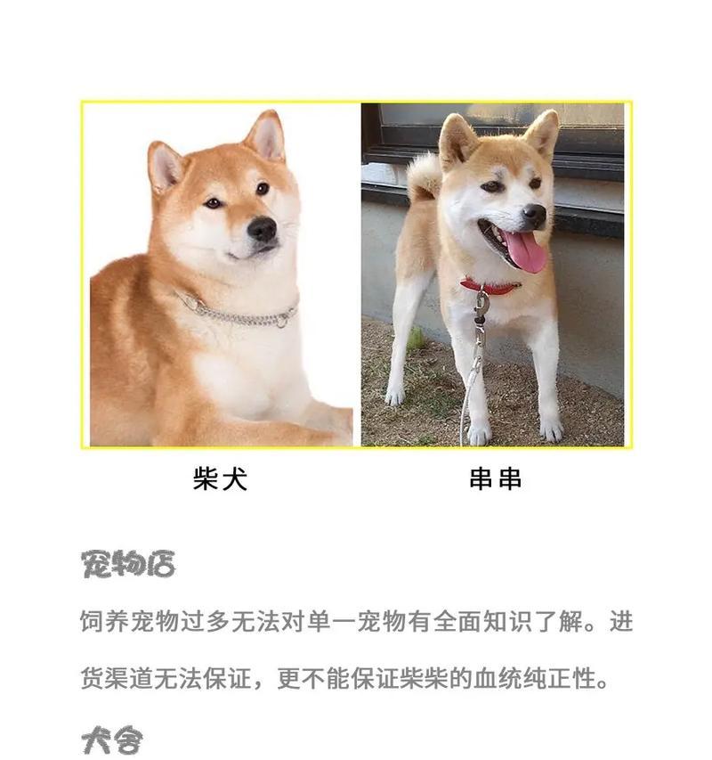 灵璧柴犬的售价是多少？