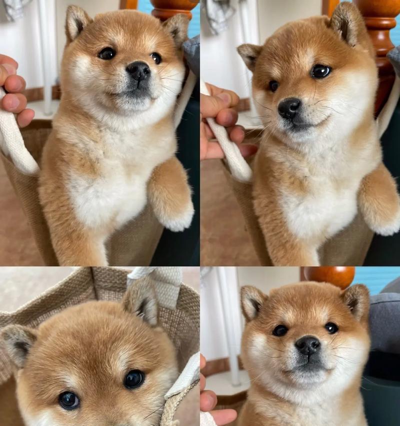 灵璧柴犬的售价是多少？
