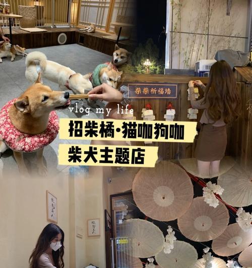 柴犬美容套餐的价格是多少？包含哪些服务内容？