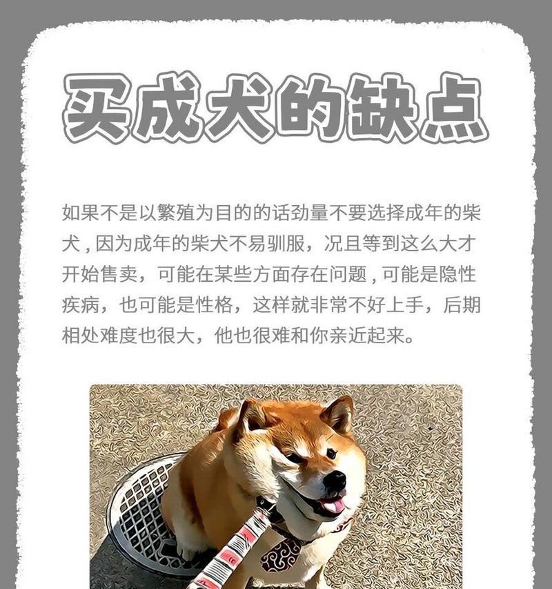 女生养柴犬的最佳年龄是几岁？