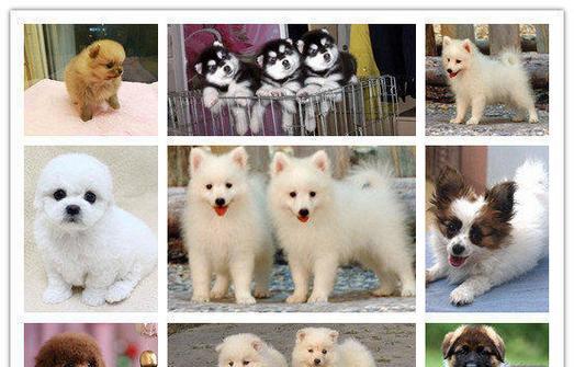 崇州犬舍的泰迪犬售价是多少？购买时需要考虑哪些因素？
