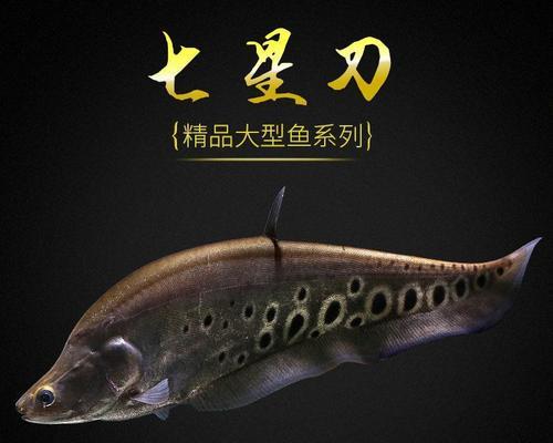 多曼鱼苗的特征是什么？如何辨别？