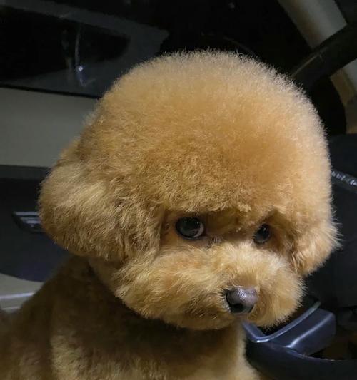 没泪痕不掉毛的小型犬有哪些？卷毛泰迪修整多少钱啊一次？