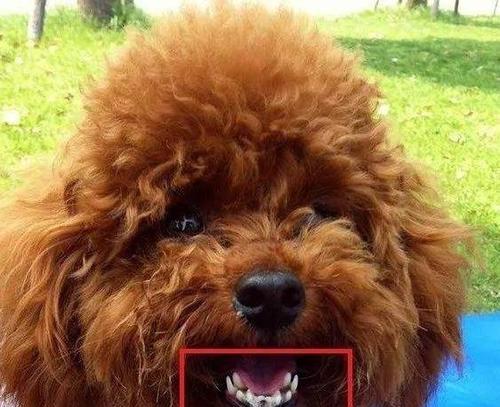 泰迪犬的牙齿数量是多少？牙齿生长过程中应注意什么？