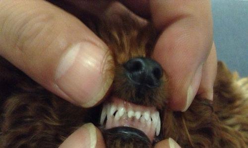 泰迪犬的牙齿数量是多少？牙齿生长过程中应注意什么？