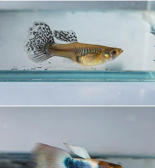 斑马鱼苗损耗的正常标准是什么？