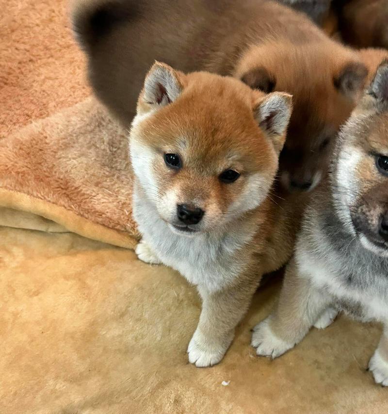 5个月纯血统柴犬多少钱一只？购买纯血统柴犬需要注意什么？