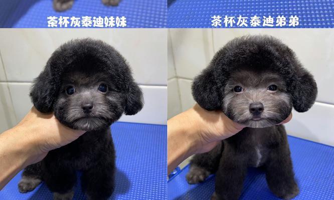 买只小泰迪狗狗好吗？多少钱是合理的价格？