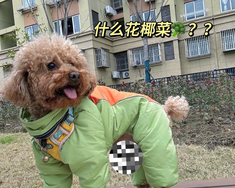 买只小泰迪狗狗好吗？多少钱是合理的价格？