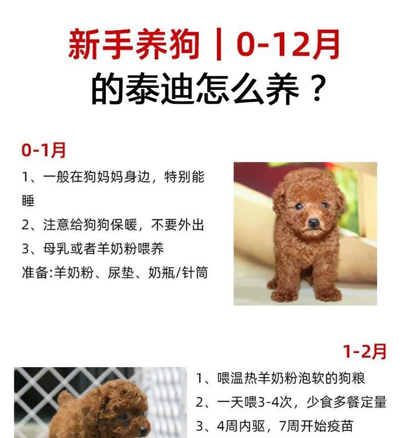 在武进湖塘捡到的泰迪狗狗价值多少？如何处理捡到的宠物？