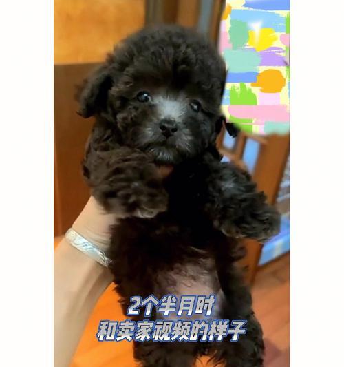 灰泰迪胎毛需要修剪吗？费用大约是多少？