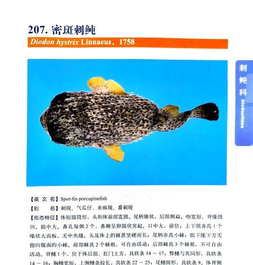 南日岛销售鲍鱼苗的地点在哪里？购买鲍鱼苗需要注意什么？